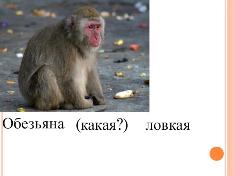 Шимпанзе какое прилагательное