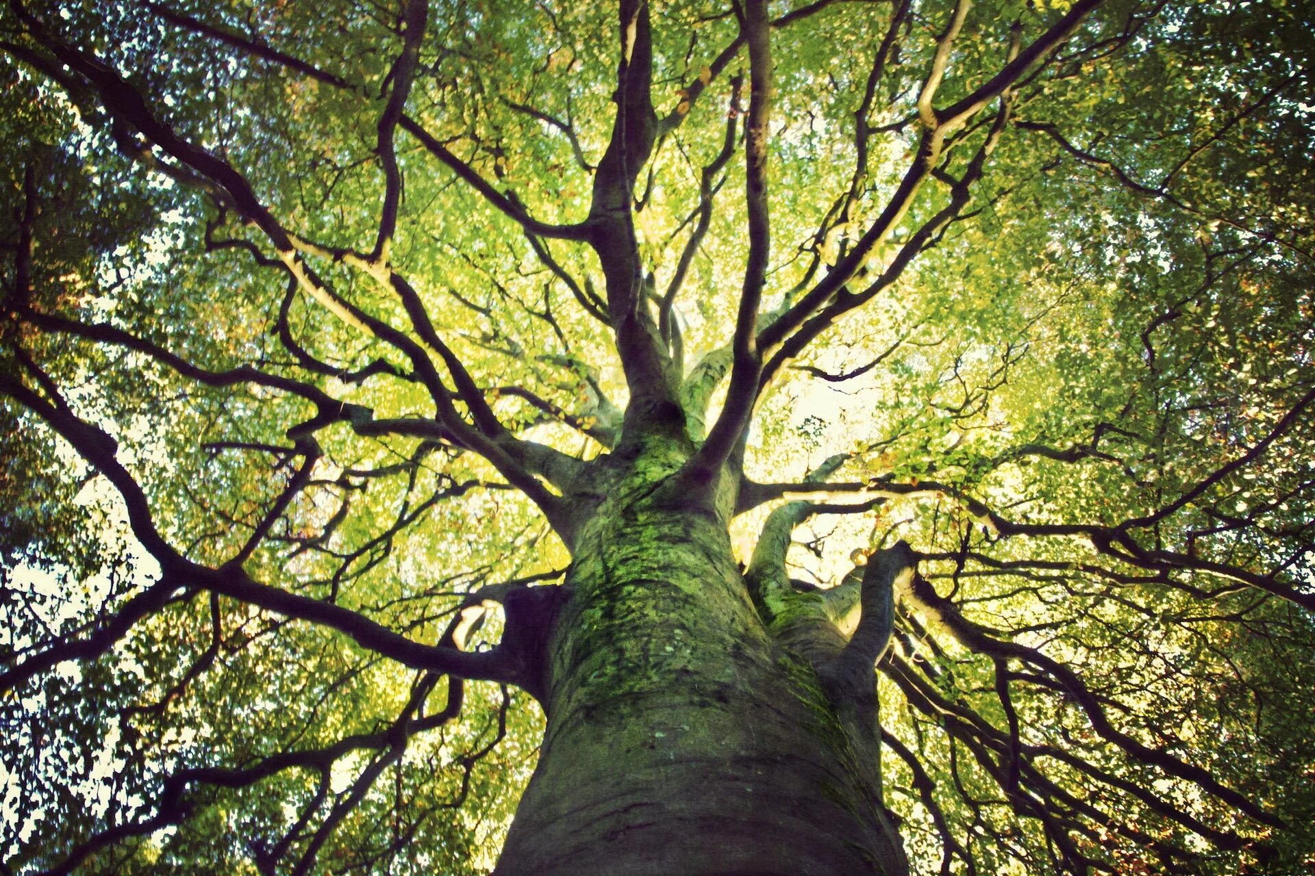 Branch lives