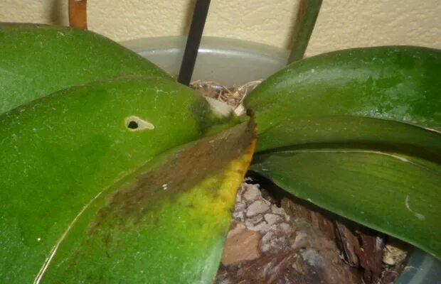 El cuidado de las orquídeas en el hogar y algunos consejos muy útiles sobre la r