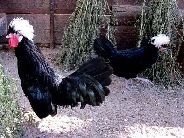 Page 2 Chicken Crow Images - Free Download on Freepik
