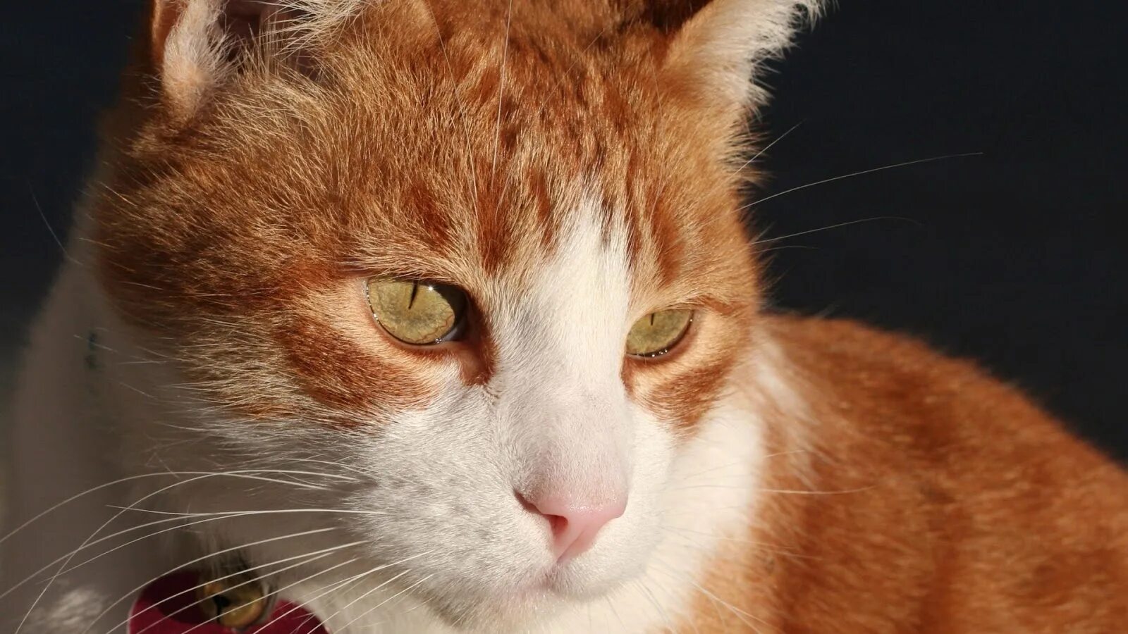 Плачущий рыжий кот. Уставший рыжий кот. Грустный рыжий. Грустный рыжий котик. Грустный рыжий кот.