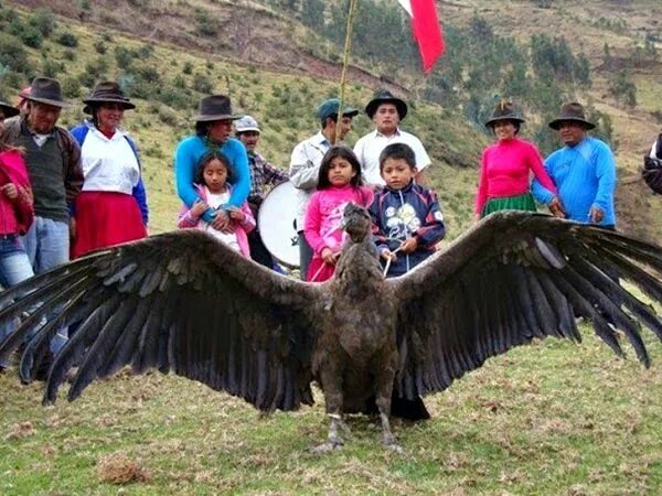 File:Stellers Sea Eagle with  Wikipedia