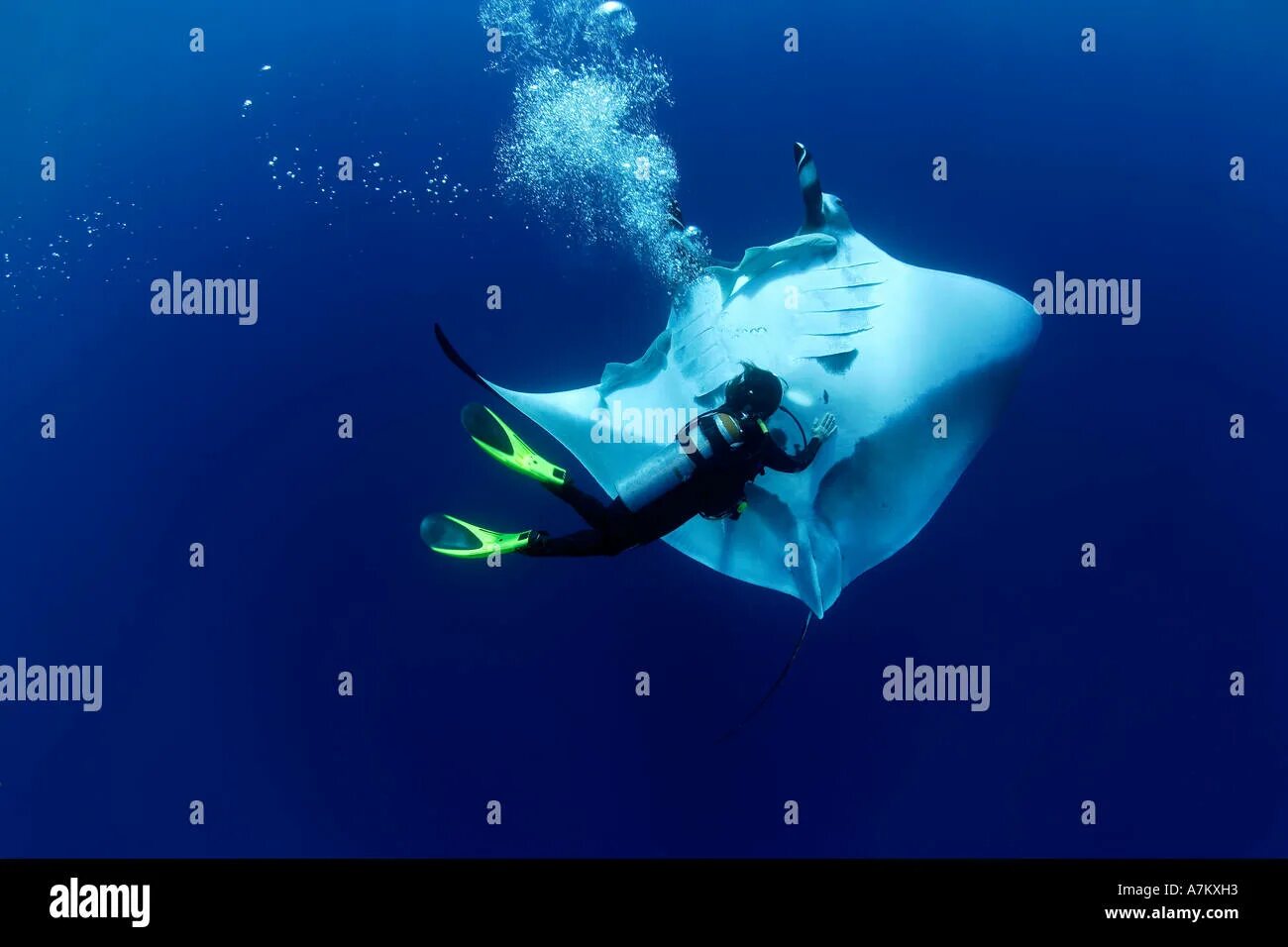 9 dives