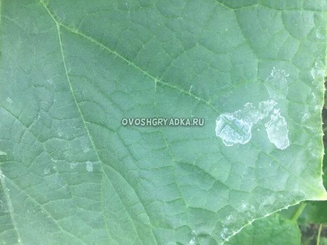 Белые следы на листьях огурцов. Белые разводы на листьях. белые пятнышки на листьях огурцов. белые разводы на листьях огурцов. белые крапинки на листьях огурцов.