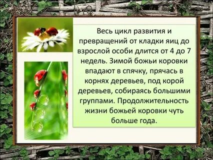 Когда божьи коровки впадают в спячку