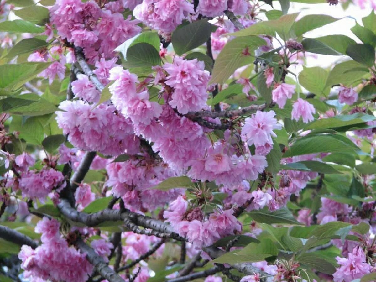 Почему сакура. Prunus serrulata. сакура ошидори. короткощетинистая сакура. вишня кику шидаре.