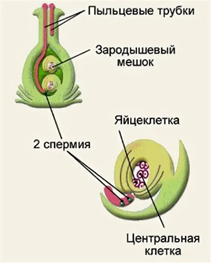 Пыльцевая трубка спермии. Оплодотворение покрытосеменных растений схема. схема двойного оплодотворения у цветковых растений. строение спермиев цветковых растений. пыльцевая трубка у покрытосеменных.