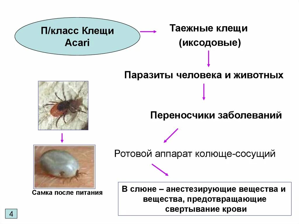 Клещи какого пола питаются кровью человека переносчиком. Иксодовые клещи паразитология. Тип питания таежного клеща. Паукообразные иксодовый клещ. Жизненный цикл иксодового клеща схема.