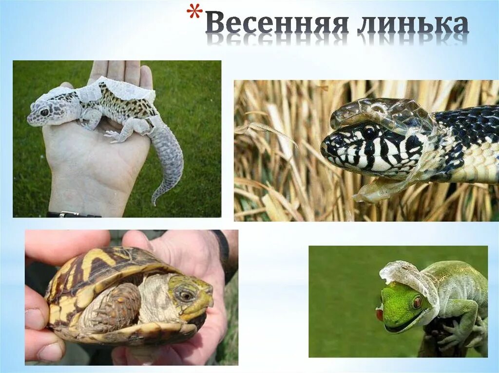 Что значит линька. Линька пресмыкающихся. линька рептилий. линька змей и ящериц. ящерка сбрасывает кожу.