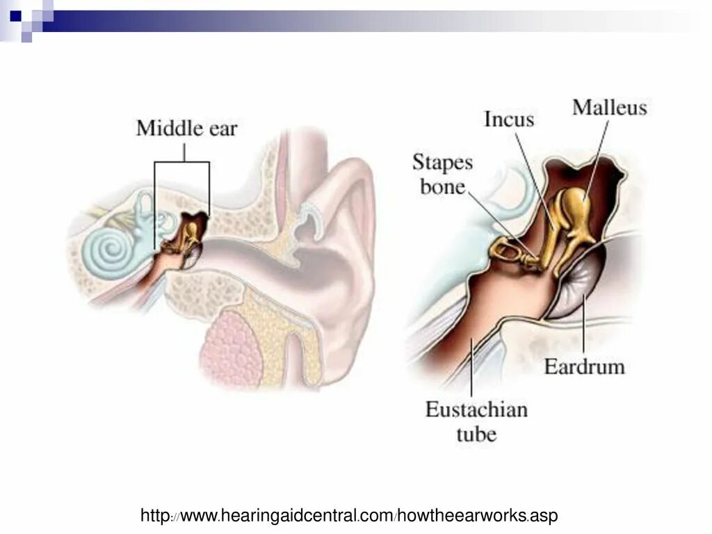 Строение уха молоточек наковальня. Среднее ухо анатомия строение среднего уха. Среднее ухо молоточек наковальня и стремечко. Строение в среднем ухе.