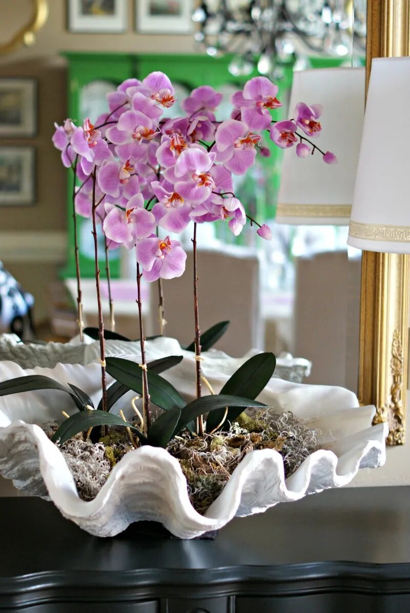 Купил орхидеи в горшке как ухаживать. Орхидея ambiance phalaenopsis. фаленопсис bloemfontein. орхидея фаленопсис в горшке. фаленопсис цветок комнатный.