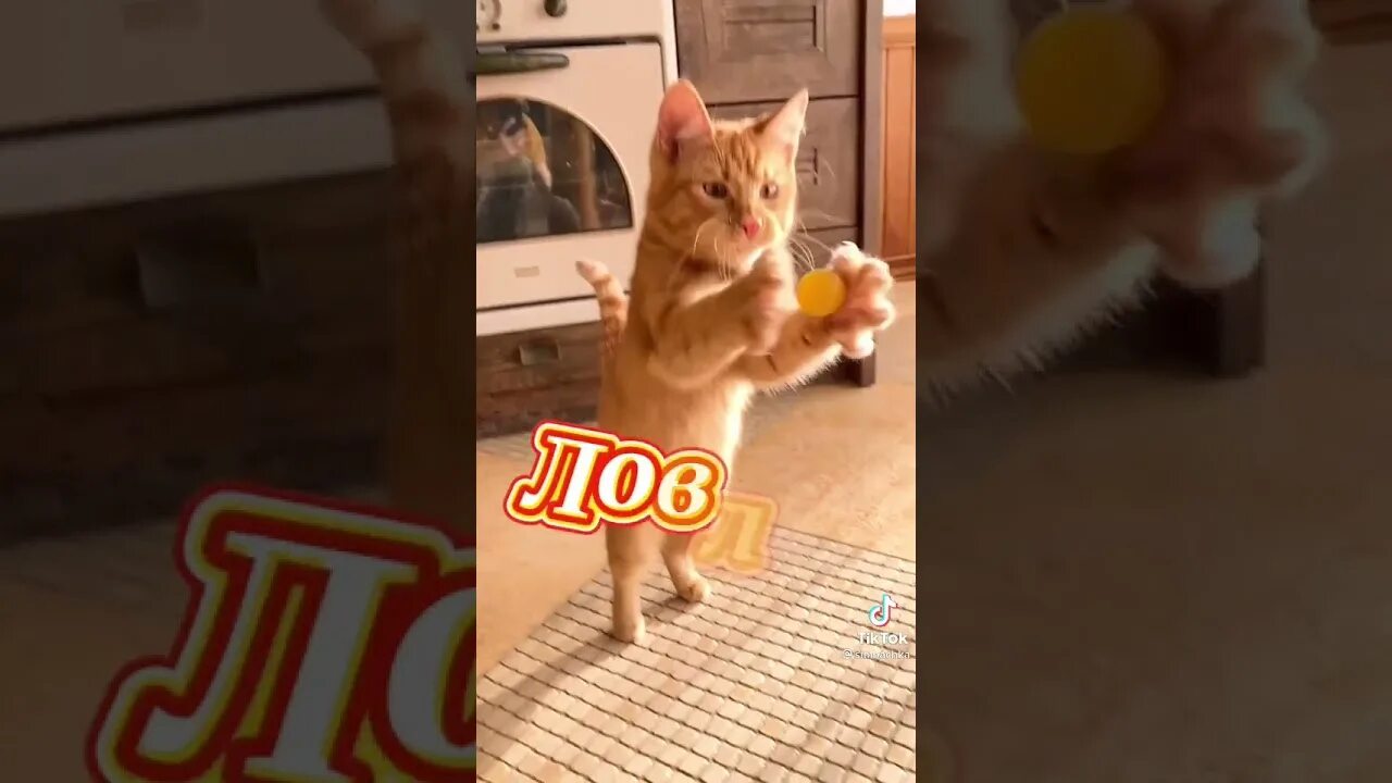 Кот симба из тик тока. Симба младший симбочка пимпочка. Симбочка младший. Симбочка пимбочка симба. Симба младший и хозяин тик ток.