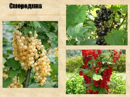 Класс смородины