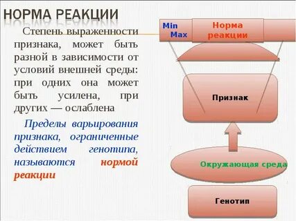 Норма реакции это