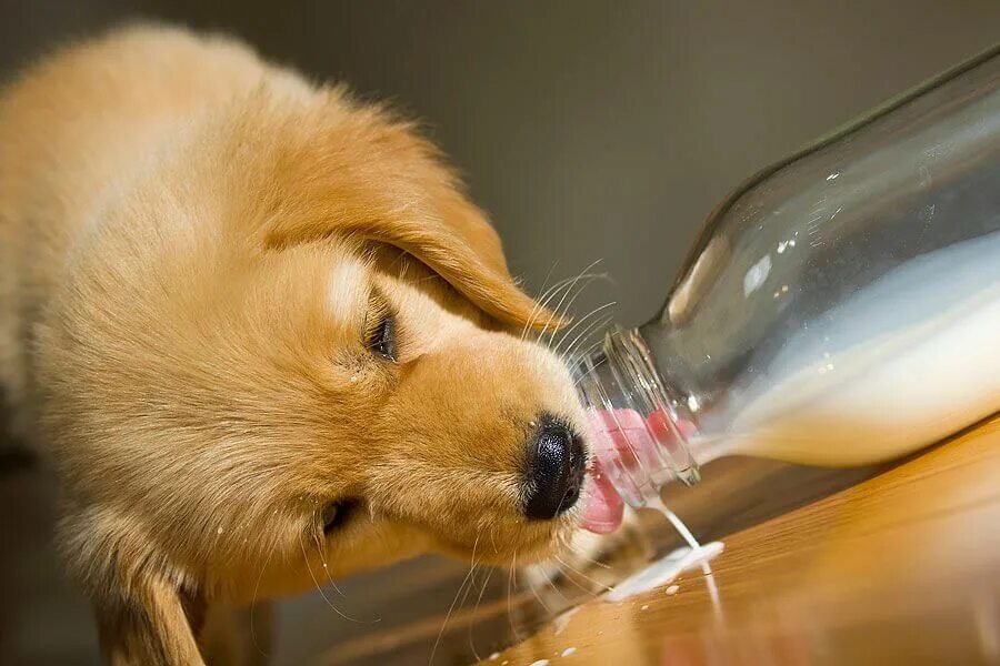 Молоко для вскармливания щенков. Можно ли собакам пить молоко. Собачка пьет молоко. Собака лакает молоко. Можно ли собакам пить молоко.