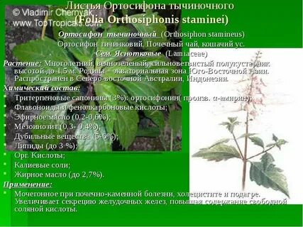 Ортосифон тычиночный почечный применение