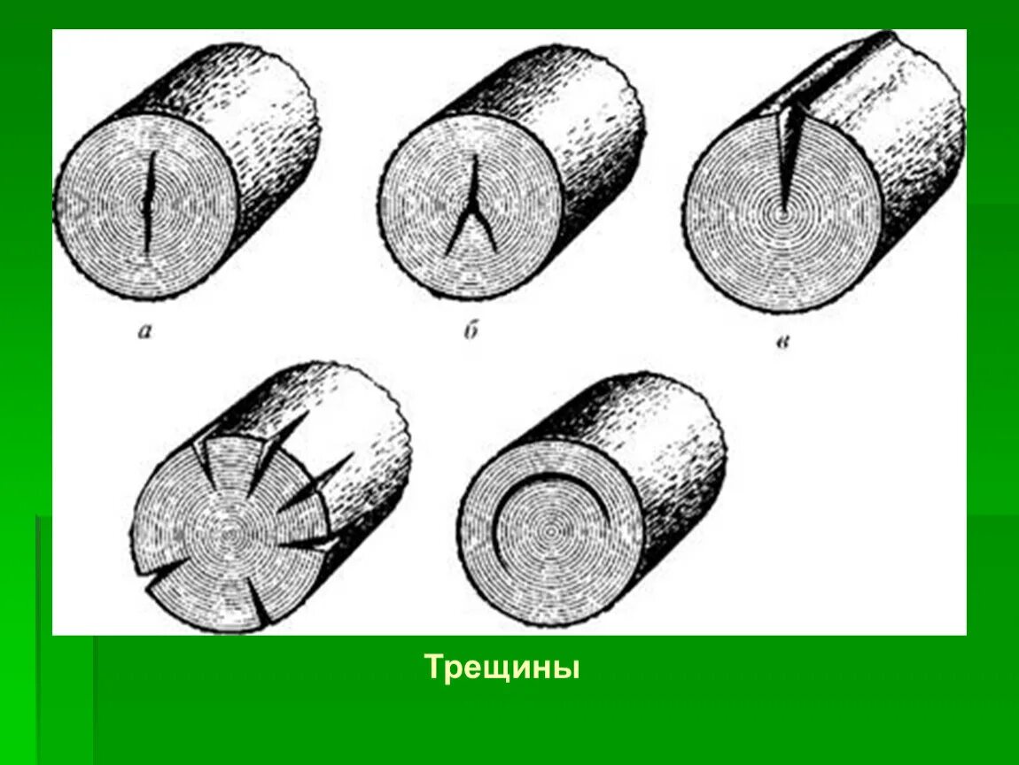 Трещины усушки древесины. Пороки древесины трещины усушки. Отлупные трещины древесины. Метиковая трещина древесины.