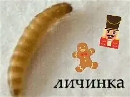 Личинки в корме. Личинка знахаря. корм для личинок. личинки в корме для кошек. личинки знахаря для муравьев.