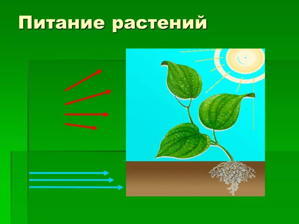 Воздушное питание растений фотосинтез. Питание растений фотосинтез 6 класс. Воздушное питание и почвенное питание растений. Воздушное питание растений фотосинтез 6.