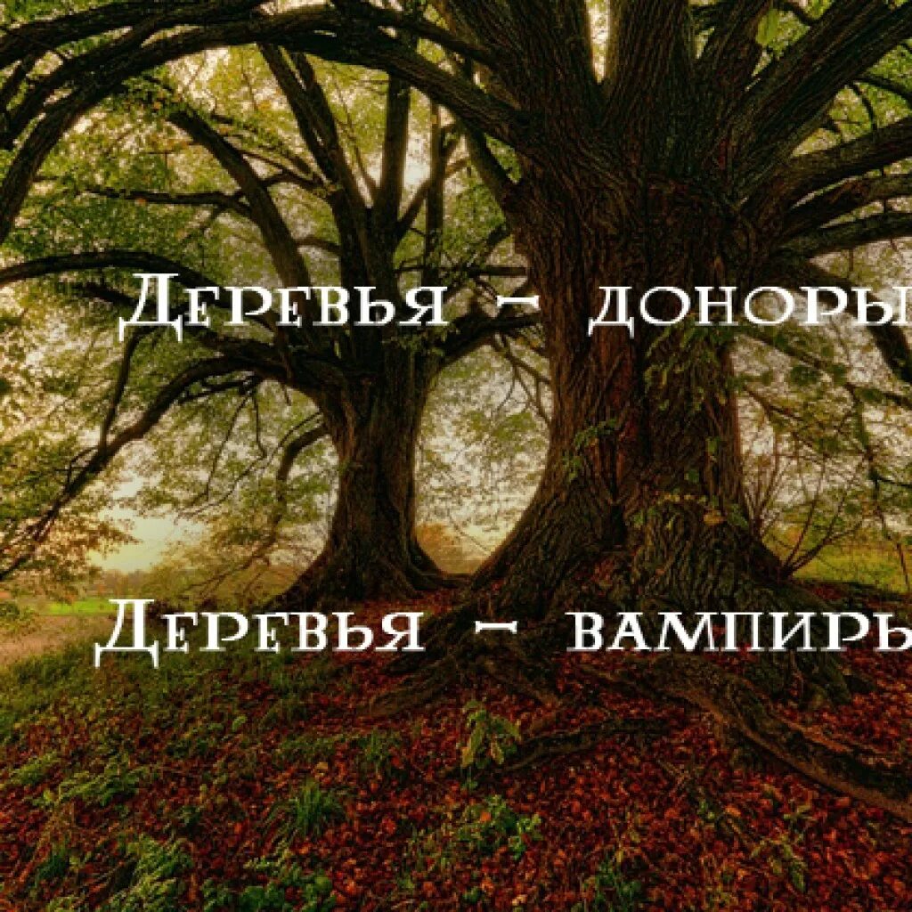 Деревья доноры. Дерево вампир. Деревья вампиры и доноры список. Деревья доноры и деревья вампиры по знакам зодиака.