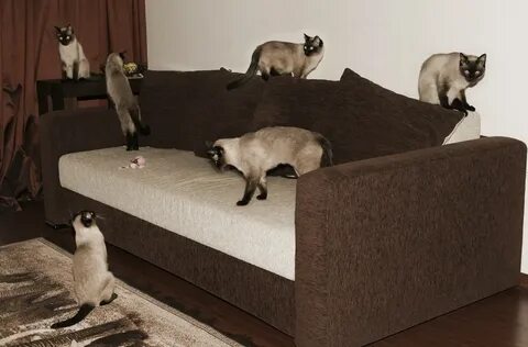 Лучшие кошки для квартиры