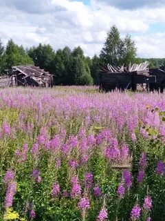 Село малиново
