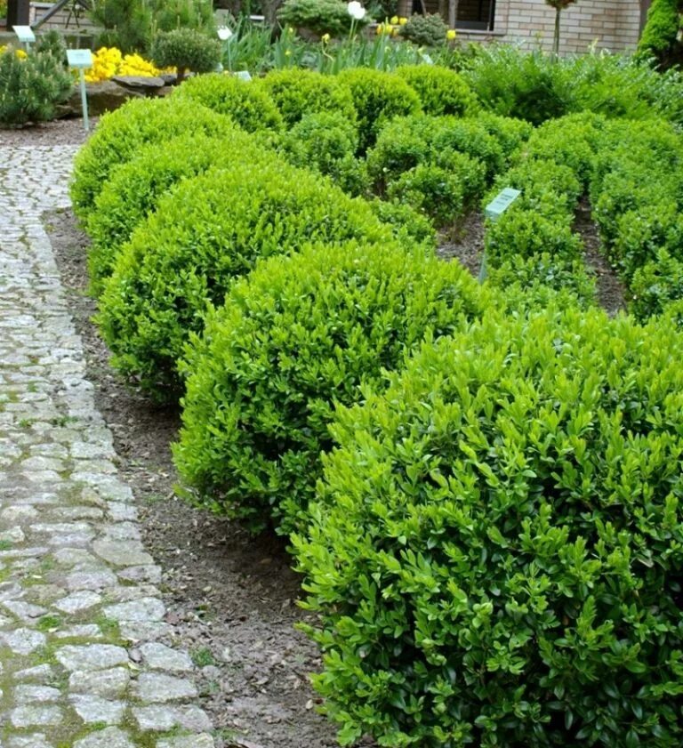 Вечнозеленый кустарник буксус. Самшит буксус. самшит буксус вечнозеленый. самшит вечнозеленый блауэр хайнц. самшит вечнозеленый (сорт &#039;blauer heinz&#039; ).