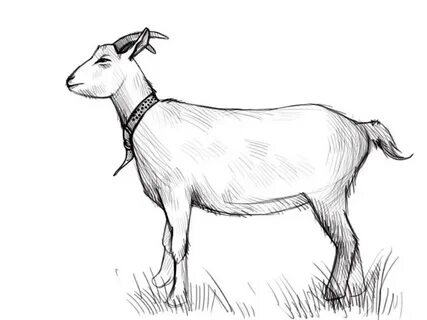 Рисунок козы