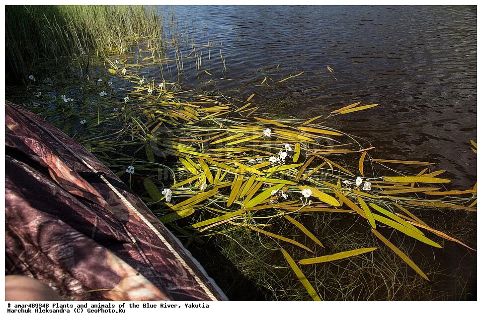 растительный мир реки невы в петербурге. растения и животные реки лены. растения реки невы. растения реки невы. устье реки невы.