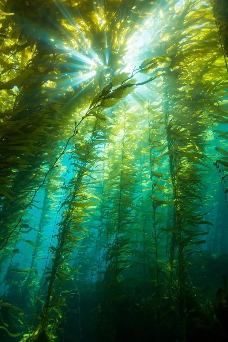 Водоросли и свет. Морские водоросли келп. Kelp algae. Водоросли келп ламинариевые арт. Подводный "лес"(Kelp Forest).