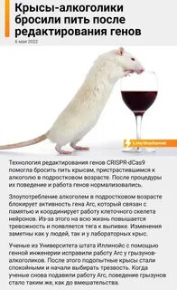 Поведение крыс