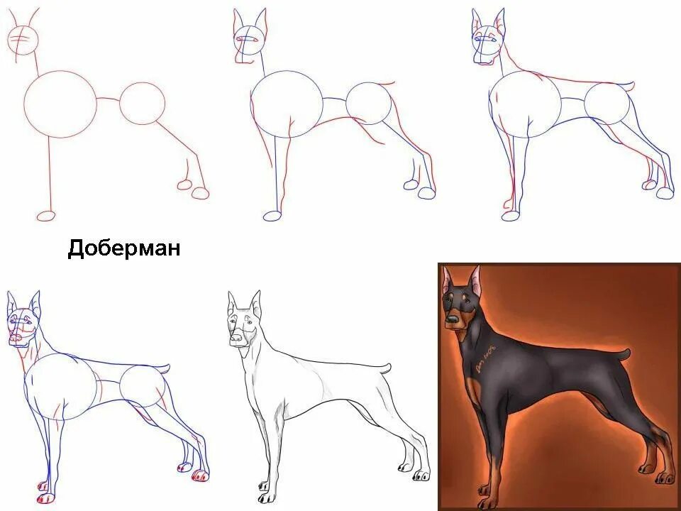 Схема собаки рисунок. Поэтап Доберман поэтапно. Поэтапное рисование собаки Доберман. Собака рисунок карандашом. Поэтапный рисунок собаки.