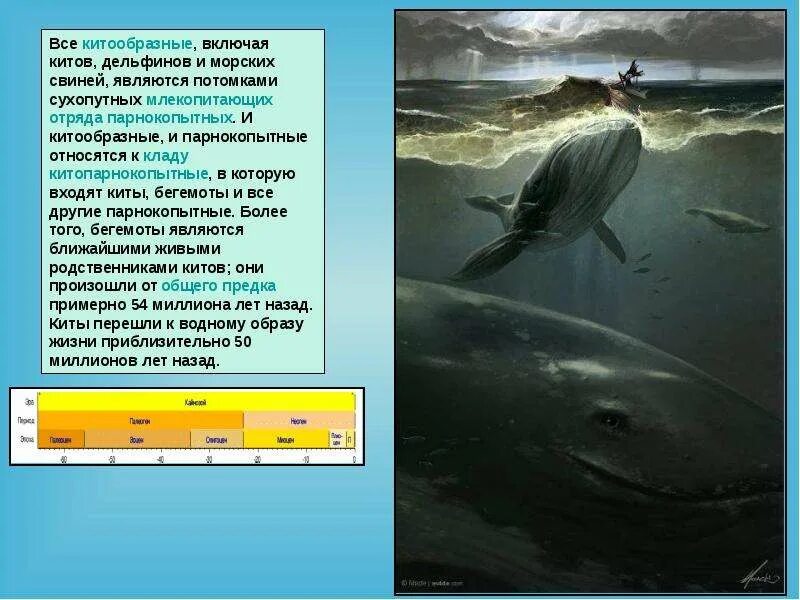 Китообразные значение в природе и жизни человека. Ближайшие родственники китообразных. китообразные и парнокопытные. предки морских млекопитающих. родственники китов.