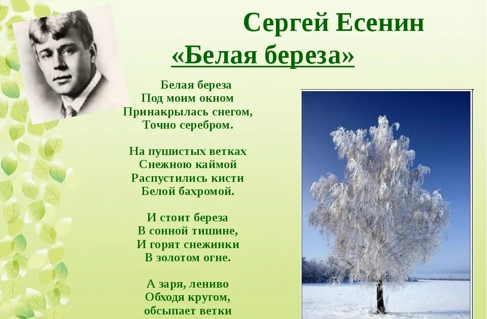 Стихотворение Есенина белая береза текст. Стихи пушкина береза