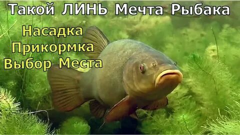 Фото линя