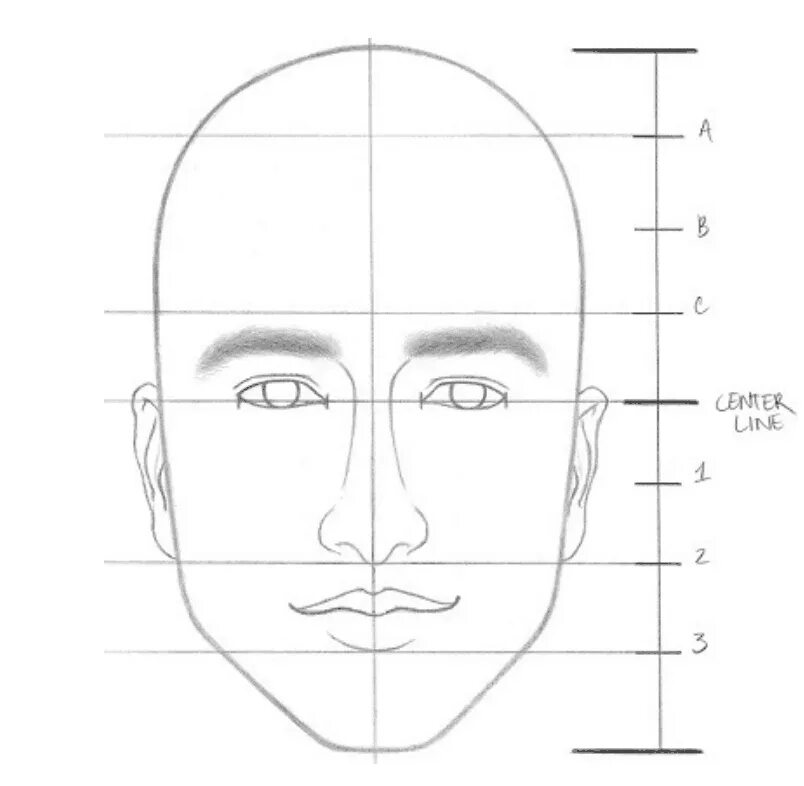 Портрет пропорции лица человека поэтапно. Портрет анфас пропорции. Лицо рисунок. Пропорции лица человека для рисования. Изо 3 класс портрет поэтапное рисование