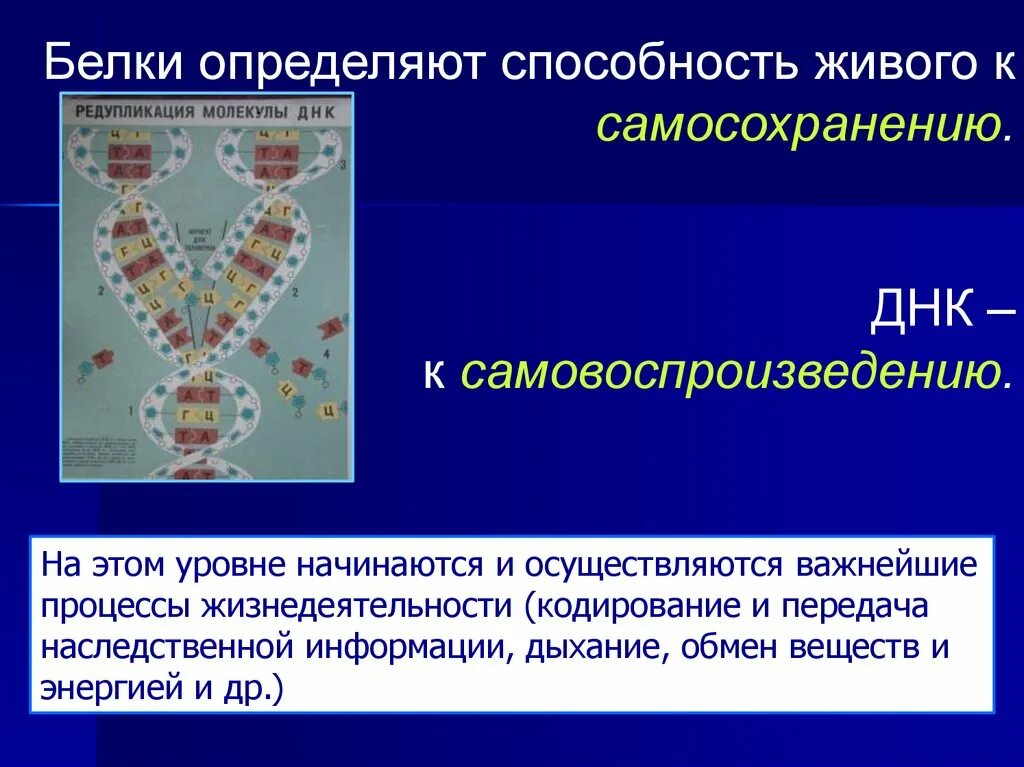 Способность живого к самосохранению. Самовоспроизведение наследственного материала репликация ДНК. Способность к самовоспроизведению. Кодирование наследственной информации.