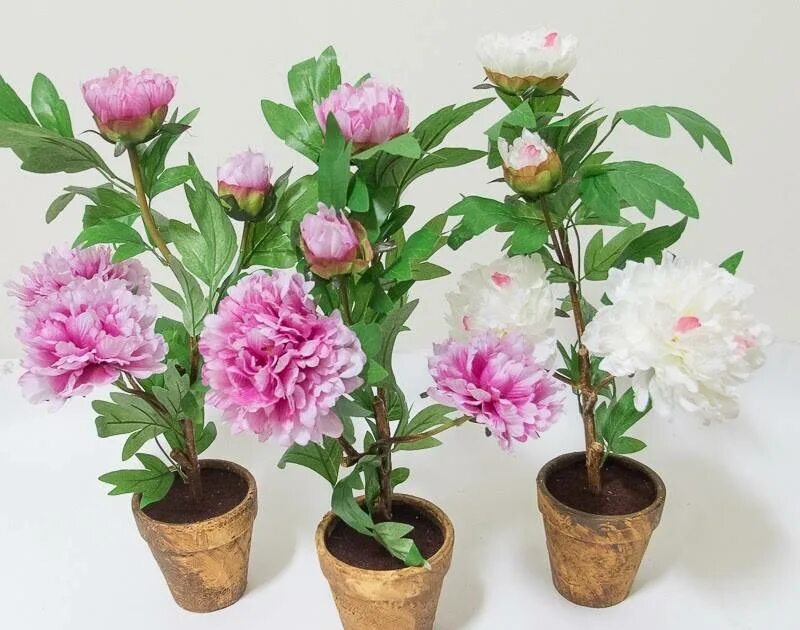 10 pcs Mixed Colour Double Blooms Peony Seeds Heirloom Peony Seeds Bonsai Flower