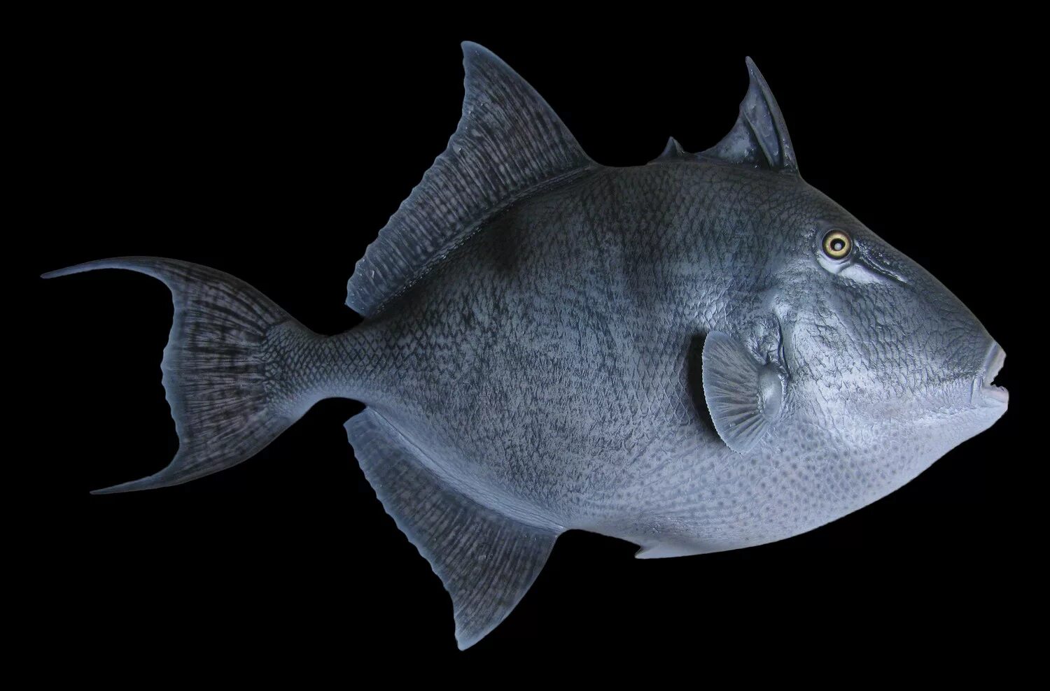 Grey Triggerfish. Рыба тетра Филомена. Филомена рыбка. Серая рыба.