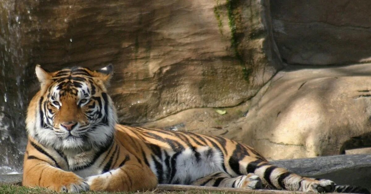 Интересные факты о Тигре. Тигр факты. Удивительные факты о тиграх. Детям о тиграх самое интересное. Про тигра 1