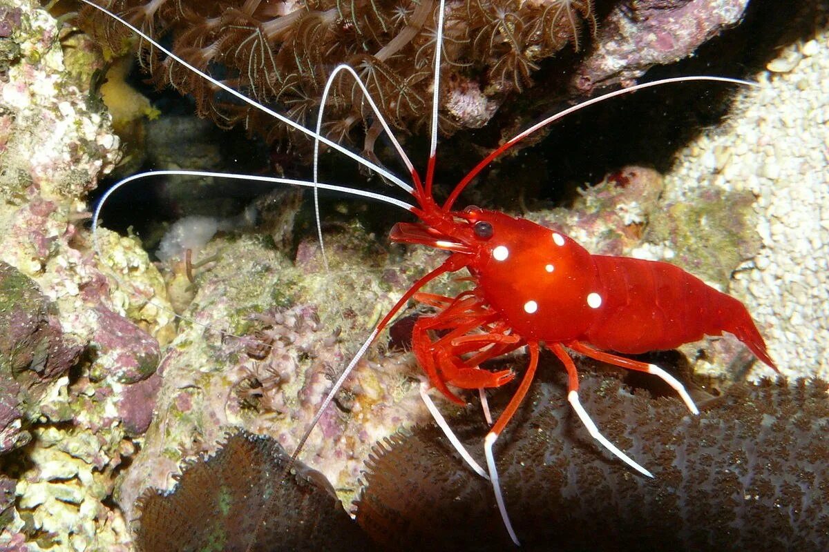 Креветка caridina parvula. Креветка вундермани. Креветка неокаридина neocaridina heteropoda wild. Креветка живая черноморская. Креветки беспозвоночные.
