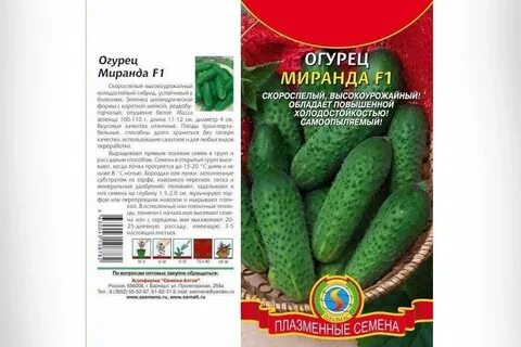Сорт огурца миранда
