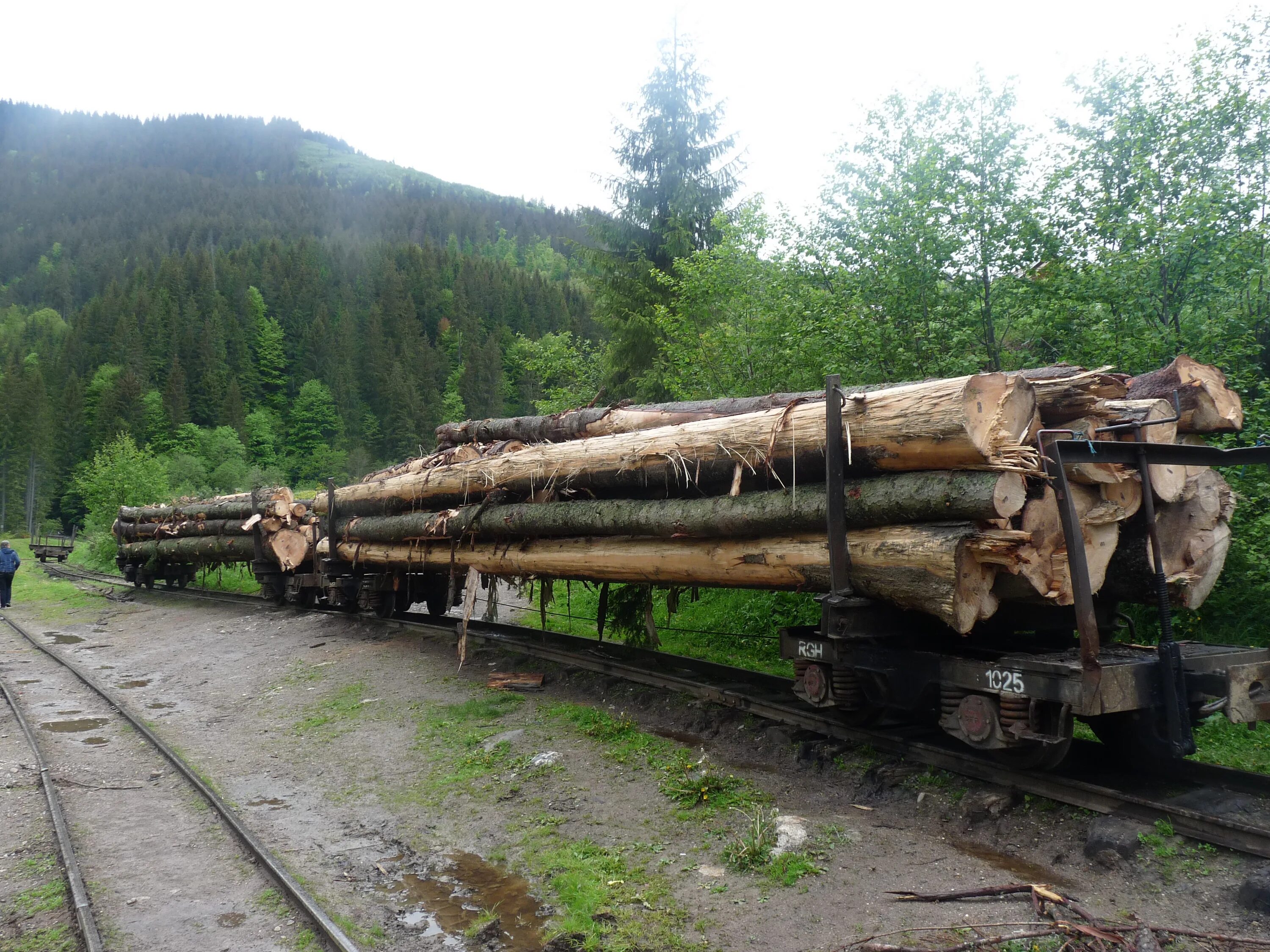 Common logging c. Common logging c