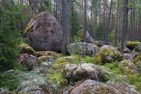Каменный 2 лес