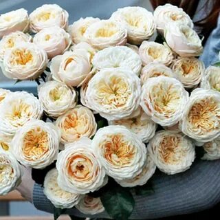 Vip roses