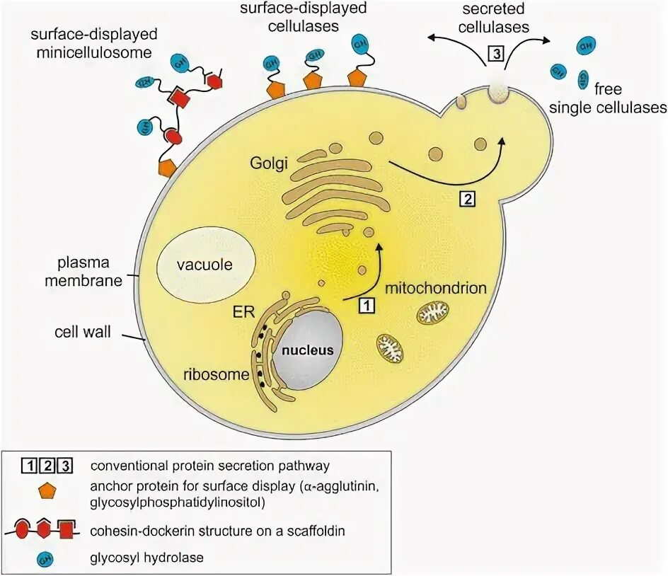 Main cell. Yeast cell. compartments in cell. yeast cells tarjima. cellulases complex.