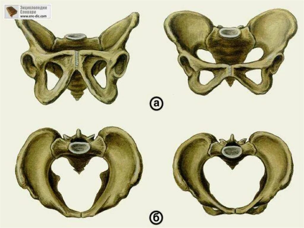 Кости таза анатомия мужчины и женщины. Женский таз. Мужской и женский таз ана. Мужской таз.