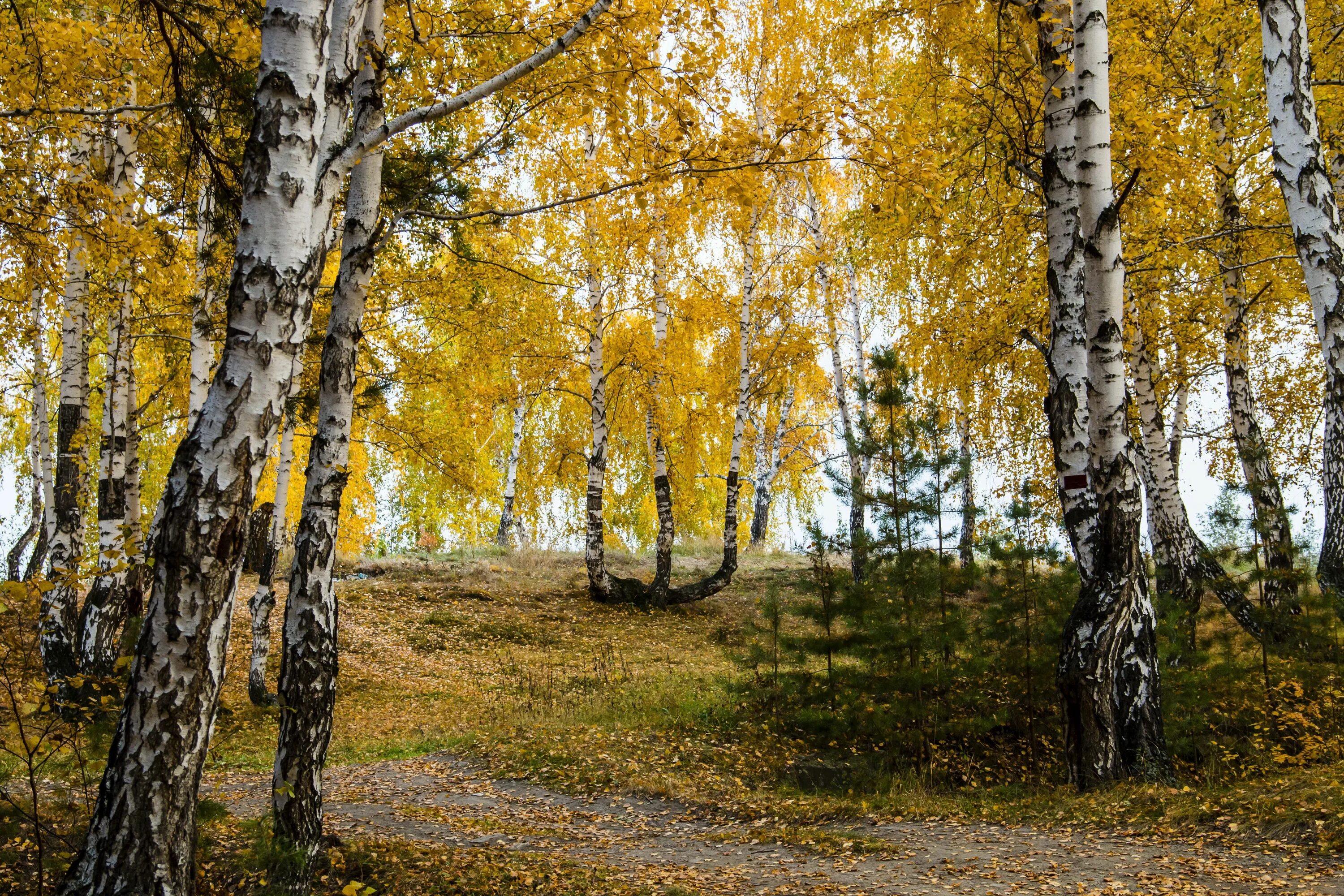 Времена года в лесу природа
