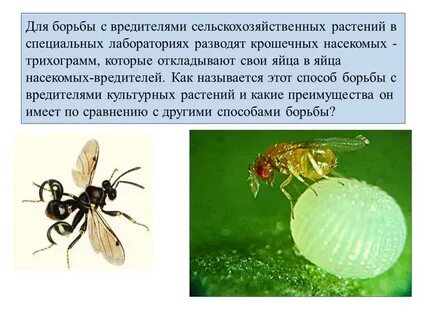 Способы борьбы с вредителями сельскохозяйственных растений