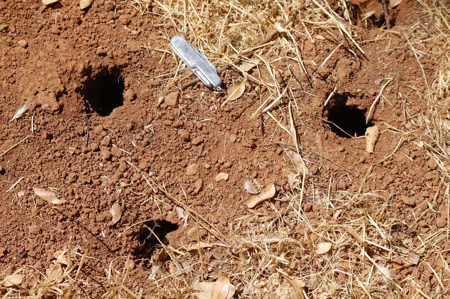 Digging holes. Норы медведки. Норы медведки и землеройки. Крот медведка землеройка.